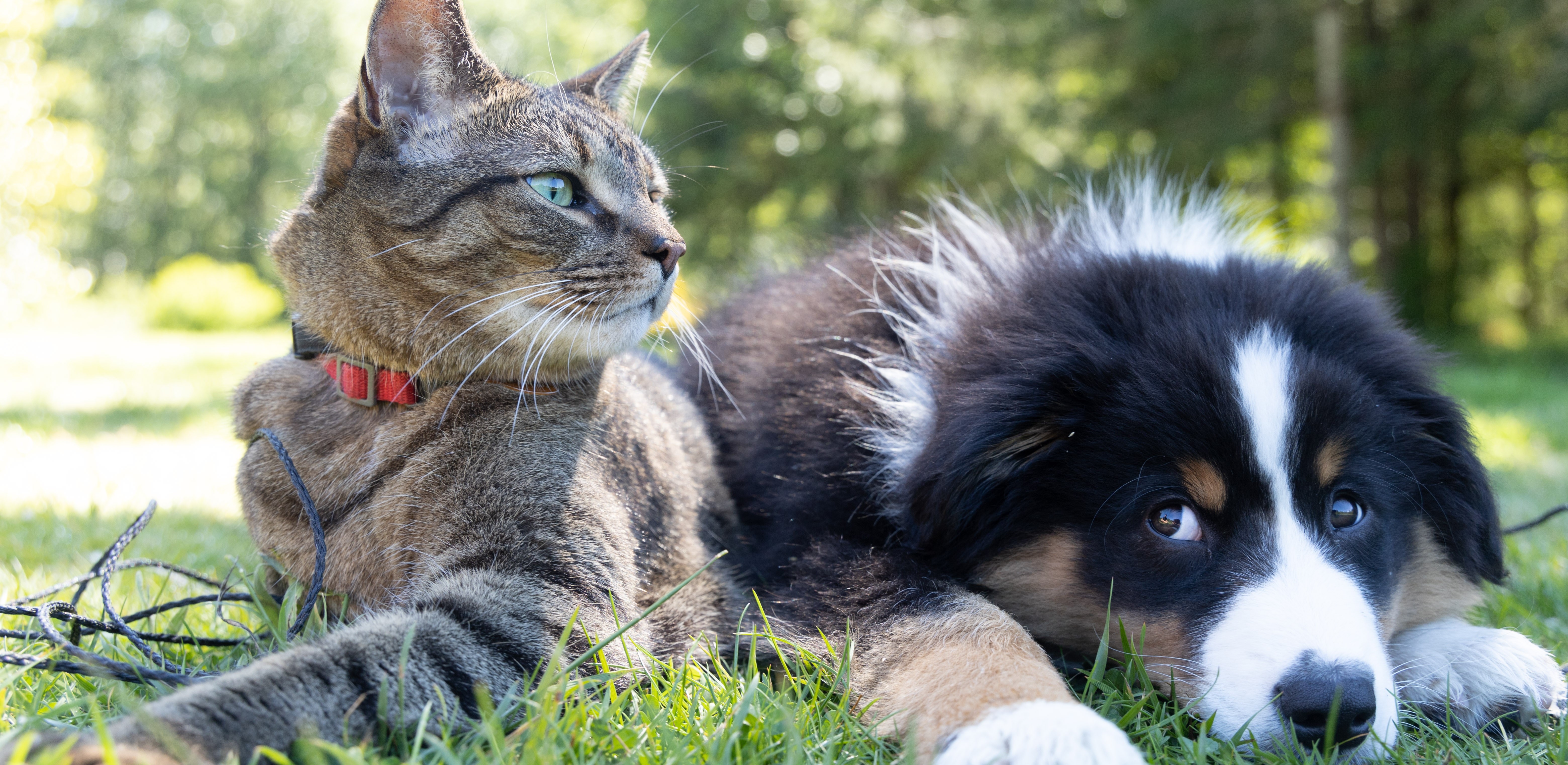 A dog and a cat sit close by on the grass.